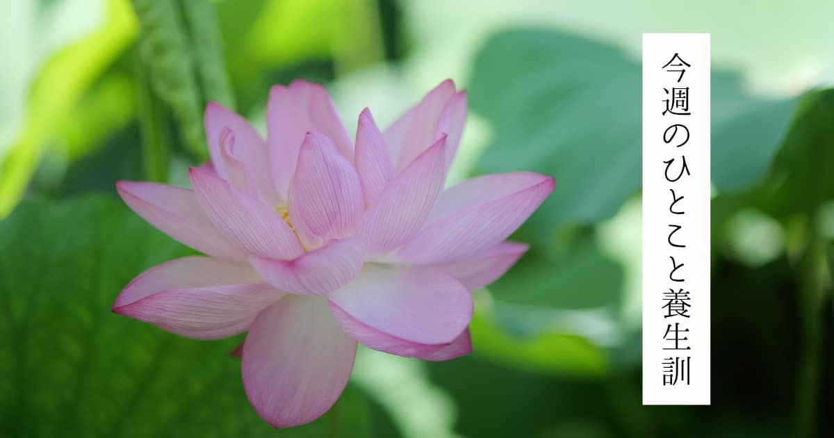 ひとこと養生訓 東京の表参道にある源保堂鍼灸院・薬戸金堂 東洋医学・中医学・鍼灸・漢方薬で宇宙を変えたい