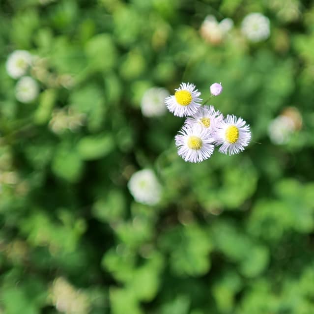 花の写真（C)東京の表参道にある源保堂鍼灸院 ・薬戸金堂　東洋医学・中医学・鍼灸・漢方薬で宇宙を変えたい