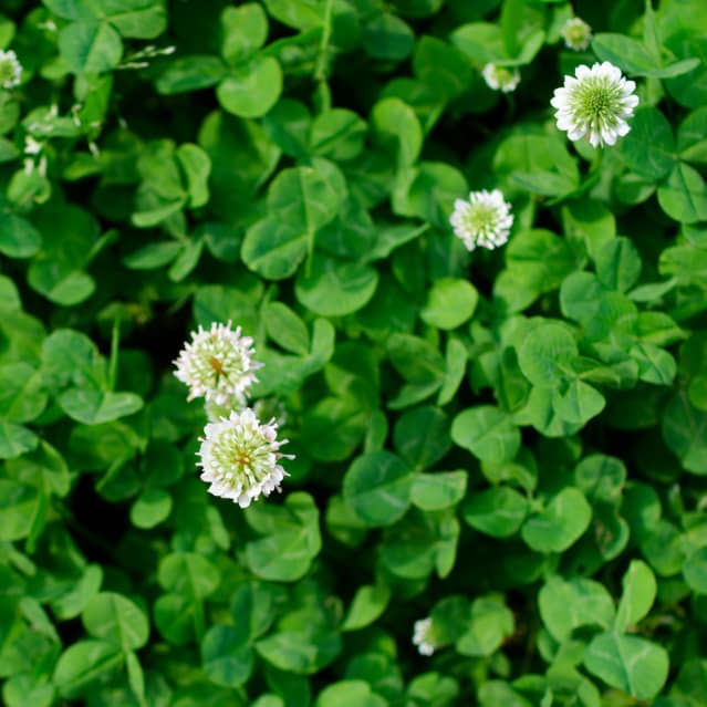 花の写真　（C)東京の表参道にある源保堂鍼灸院 ・薬戸金堂　東洋医学・中医学・鍼灸・漢方薬で宇宙を変えたい