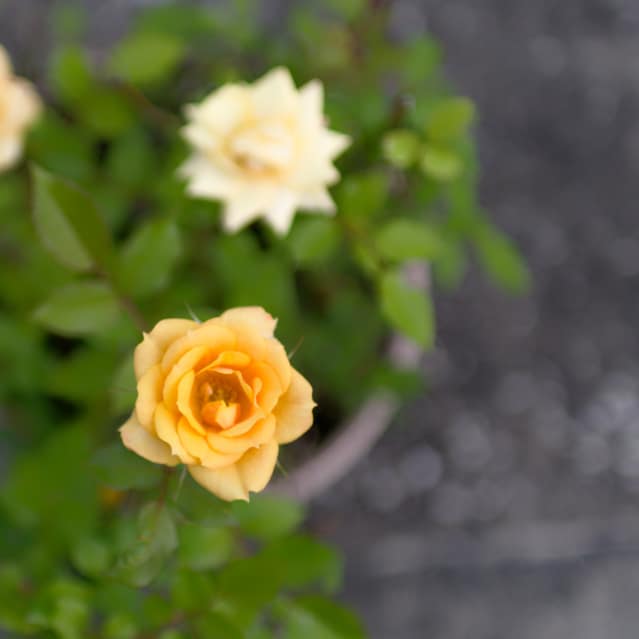 薔薇の写真（C)東京の表参道にある源保堂鍼灸院・薬戸金堂 東洋医学・中医学・鍼灸・漢方薬で宇宙を変えたい